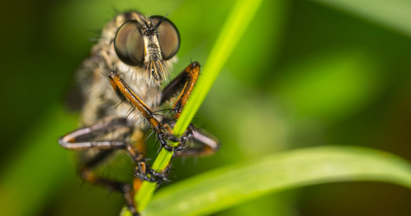 The Best Bugs are Dead Bugs | Imperian